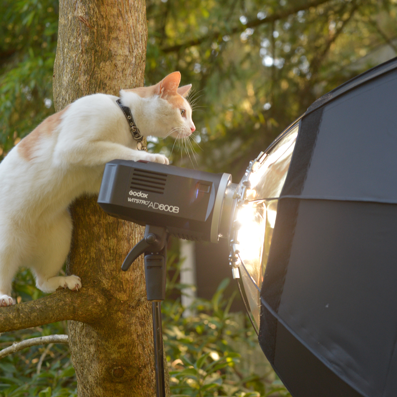 ArchieCatAsssistant
